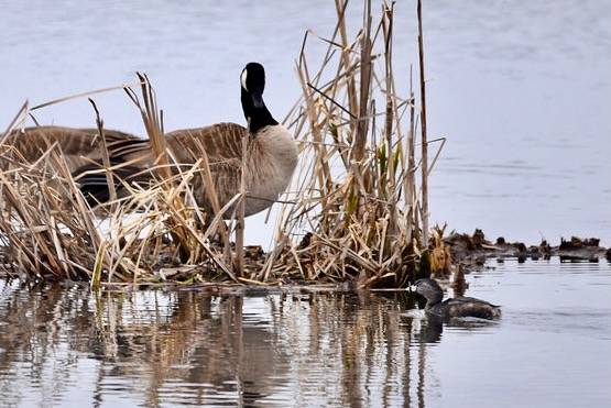 Pied-billed grebe and Canada geese by Courtney Celley/U.S. Fish and Wildlife Service - Midwest Region is marked with Public Domain Mark 1.0.